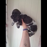Cocker Spaniel (Working &amp; Show) - Dogs