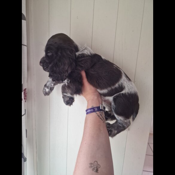 Cocker Spaniel (Working &amp; Show) - Dogs