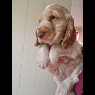Cocker Spaniel (Working &amp; Show) - Dogs