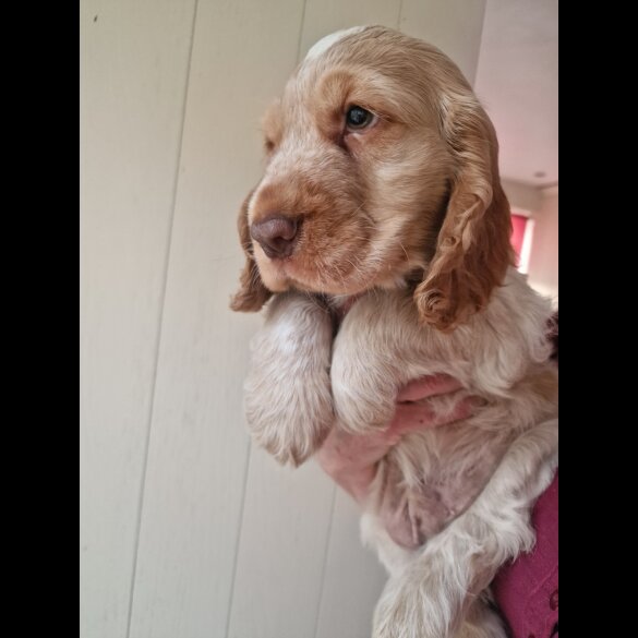 Cocker Spaniel (Working &amp; Show) - Dogs