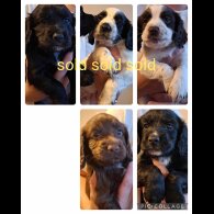 Cocker Spaniel (Working &amp; Show) - Both