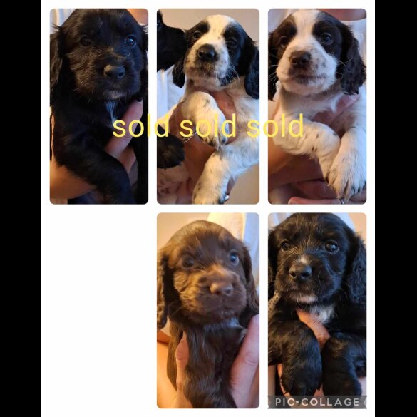 Cocker Spaniel (Working &amp; Show) - Both