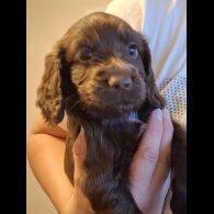 Cocker Spaniel (Working &amp; Show) - Both