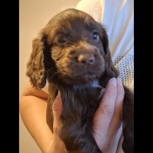 Cocker Spaniel (Working &amp; Show) - Both