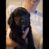 Cocker Spaniel (Working &amp; Show) - Both