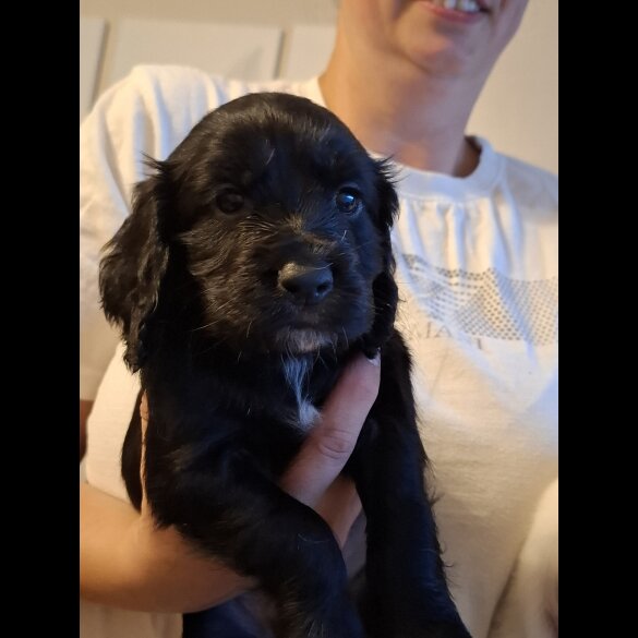 Cocker Spaniel (Working &amp; Show) - Both