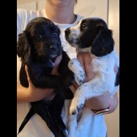 Cocker Spaniel (Working &amp; Show) - Both