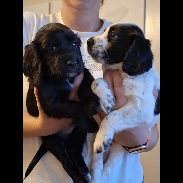 Cocker Spaniel (Working &amp; Show) - Both