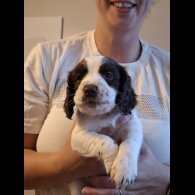 Cocker Spaniel (Working &amp; Show) - Both