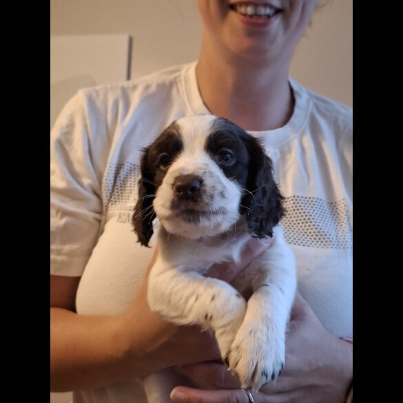 Cocker Spaniel (Working &amp; Show) - Both