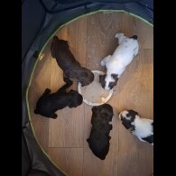 Cocker Spaniel (Working &amp; Show) - Both
