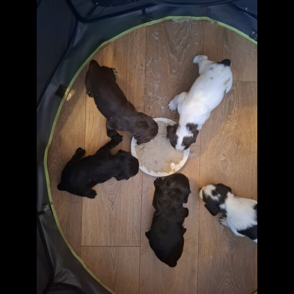 Cocker Spaniel (Working &amp; Show) - Both