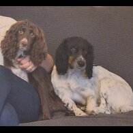 Cocker Spaniel (Working &amp; Show) - Both