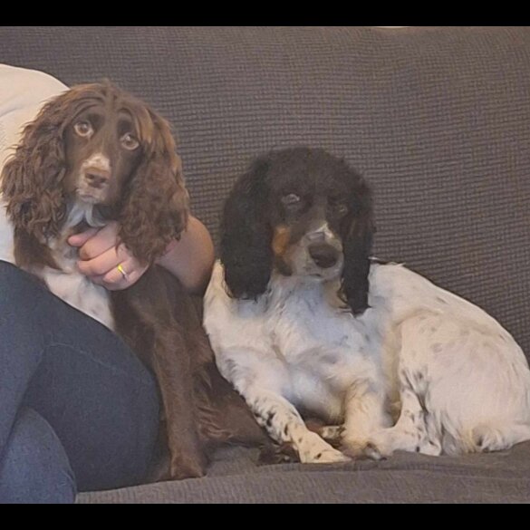 Cocker Spaniel (Working &amp; Show) - Both