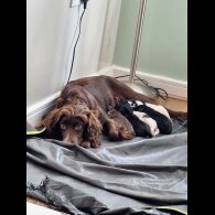 Cocker Spaniel (Working &amp; Show) - Both