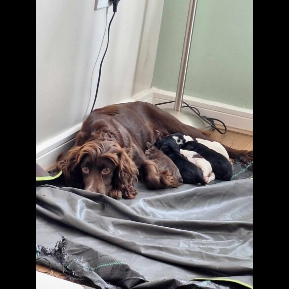 Cocker Spaniel (Working &amp; Show) - Both