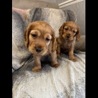 Cocker Spaniel (Working &amp; Show) - Both