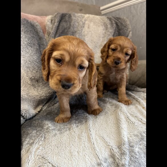 Cocker Spaniel (Working &amp; Show) - Both