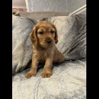 Cocker Spaniel (Working &amp; Show) - Both