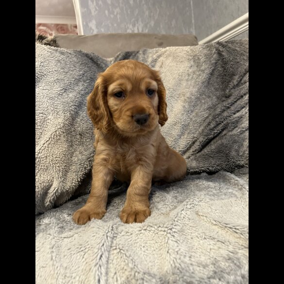 Cocker Spaniel (Working &amp; Show) - Both