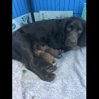 Cocker Spaniel (Working &amp; Show) - Both