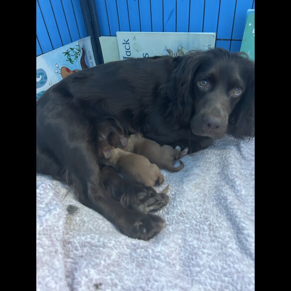 Cocker Spaniel (Working &amp; Show) - Both