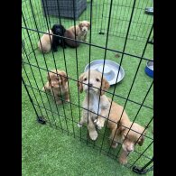 Cocker Spaniel (Working &amp; Show) - Dogs