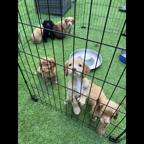 Cocker Spaniel (Working &amp; Show) - Dogs