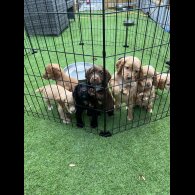 Cocker Spaniel (Working &amp; Show) - Dogs