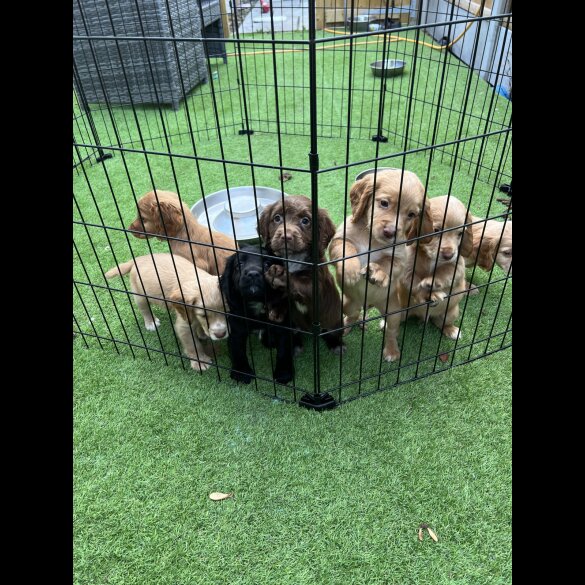 Cocker Spaniel (Working &amp; Show) - Dogs