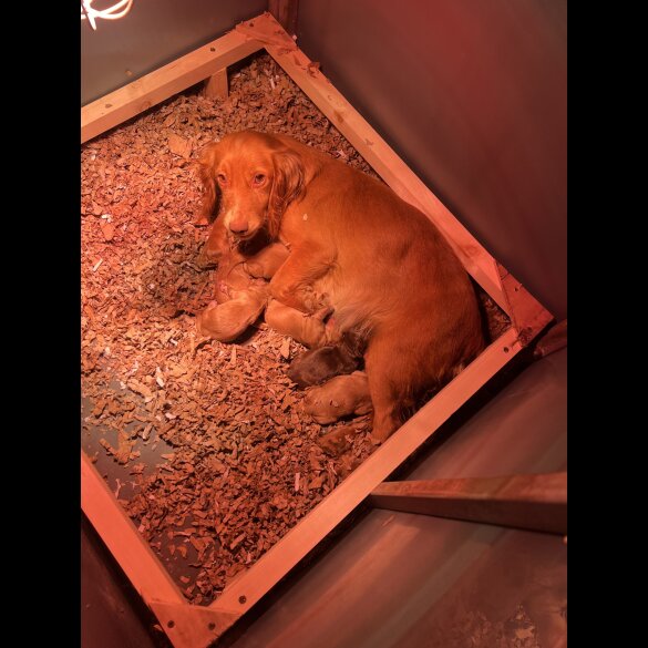 Cocker Spaniel (Working &amp; Show) - Dogs