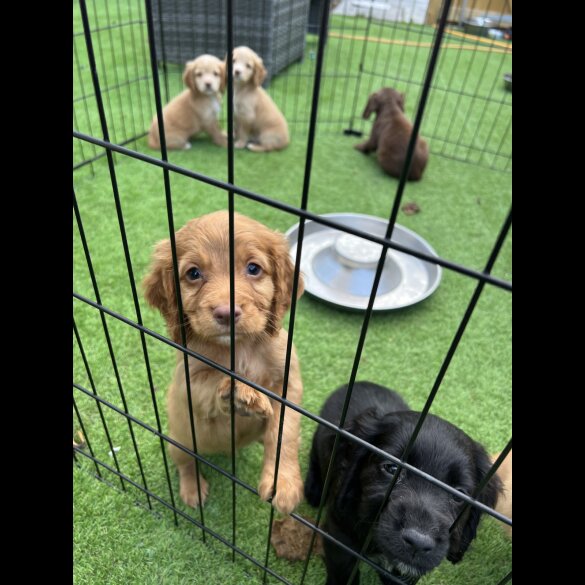 Cocker Spaniel (Working &amp; Show) - Dogs
