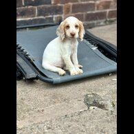 Cocker Spaniel (Working &amp; Show) - Both