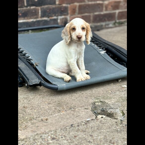 Cocker Spaniel (Working &amp; Show) - Both