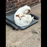 Cocker Spaniel (Working &amp; Show) - Both