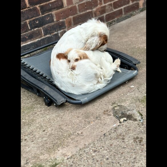 Cocker Spaniel (Working &amp; Show) - Both