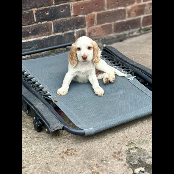 Cocker Spaniel (Working &amp; Show) - Both