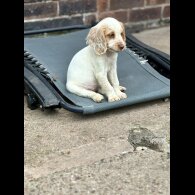 Cocker Spaniel (Working &amp; Show) - Both