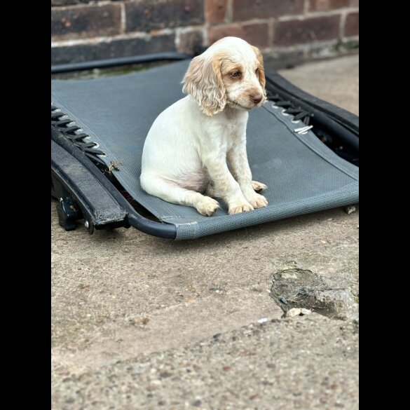 Cocker Spaniel (Working &amp; Show) - Both