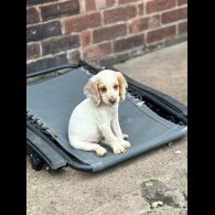 Cocker Spaniel (Working &amp; Show) - Both