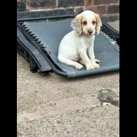 Cocker Spaniel (Working &amp; Show) - Both