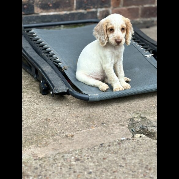 Cocker Spaniel (Working &amp; Show) - Both