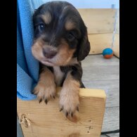 Cocker Spaniel (Working &amp; Show) - Both