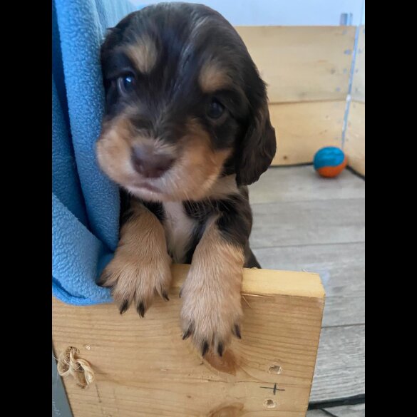 Cocker Spaniel (Working &amp; Show) - Both