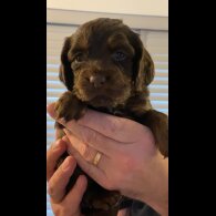 Cocker Spaniel (Working &amp; Show) - Both