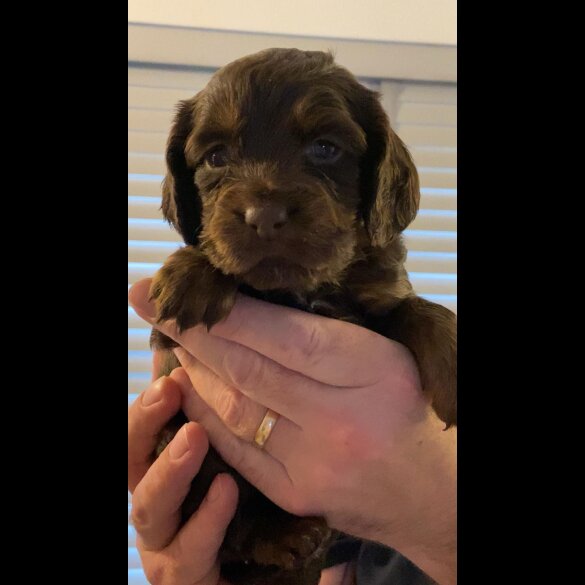 Cocker Spaniel (Working &amp; Show) - Both