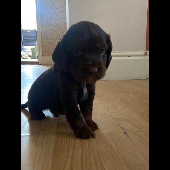 Cocker Spaniel (Working &amp; Show) - Both