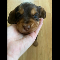 Cocker Spaniel (Working &amp; Show) - Both