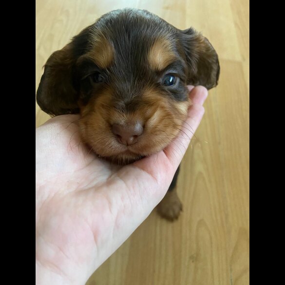 Cocker Spaniel (Working &amp; Show) - Both