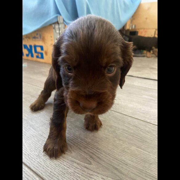 Cocker Spaniel (Working &amp; Show) - Both